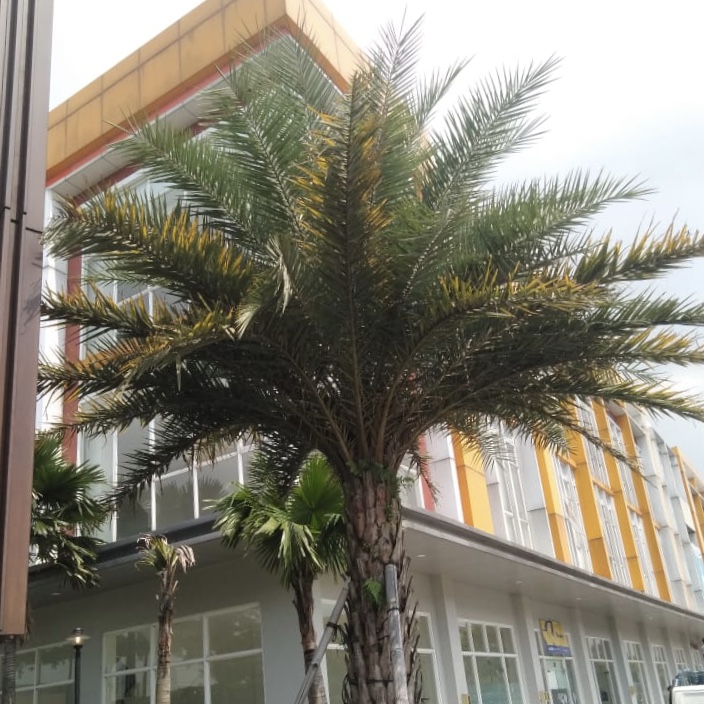 Pohon Palem Kenari